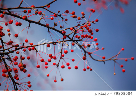紅葉の軽井沢 79808684