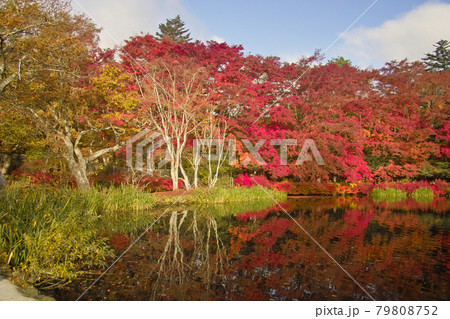 紅葉の軽井沢 紅葉の軽井沢 79808752