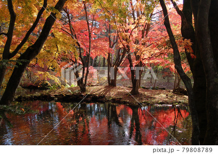 紅葉の軽井沢 紅葉の軽井沢 79808789
