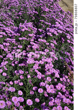 食用菊 郷土料理食材 79808807