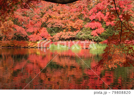 紅葉の軽井沢 79808820