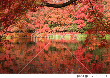 紅葉の軽井沢 紅葉の軽井沢 79808821