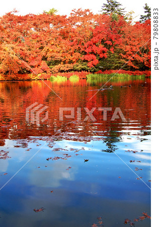 紅葉の軽井沢 紅葉の軽井沢 79808833