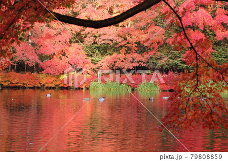 紅葉の軽井沢 紅葉の軽井沢 79808859