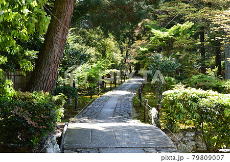 鹿王院の参道（京都市右京区嵯峨北堀町） 79809007