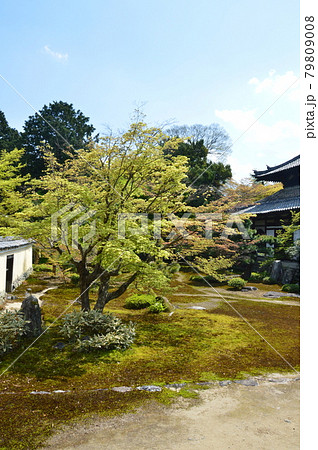 鹿王院の庭園（京都市右京区嵯峨北堀町） 79809008