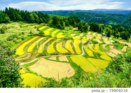 里山の棚田 79809216