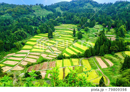 慶地の棚田 慶地の棚田 79809398