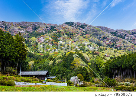 山桜の山と農家 79809675