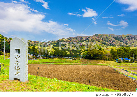 山桜絶景の里 山桜絶景の里 79809677