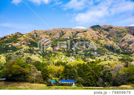山桜咲く里山 79809679