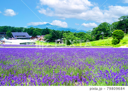 ラベンダーパークと尼が禿山 ラベンダーパークと尼が禿山 79809684