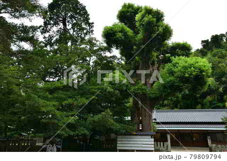住吉神社の夫婦楠 79809794