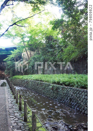 都会にある自然　東京23区内唯一の渓谷、等々力渓谷 79809822