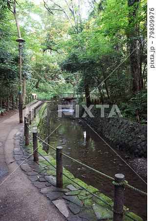 都会にある自然　東京23区内唯一の渓谷、等々力渓谷 79809976