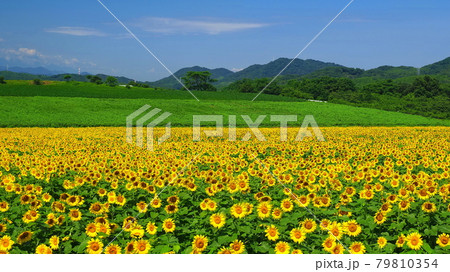 中山ひまわり団地6 中山ひまわり団地6 79810354