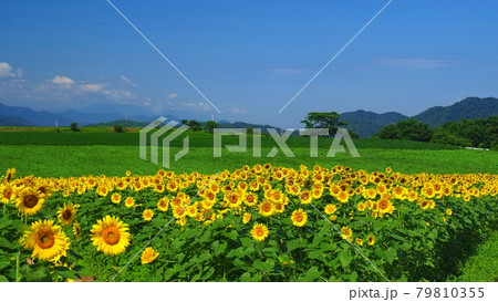 中山ひまわり団地5 中山ひまわり団地5 79810355