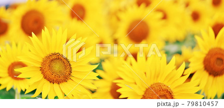 元気なひまわり 79810457