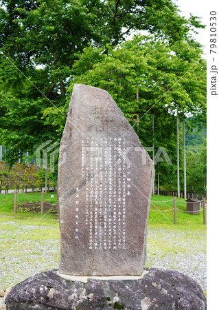 梅雨明けまじかの荘川桜 79810530