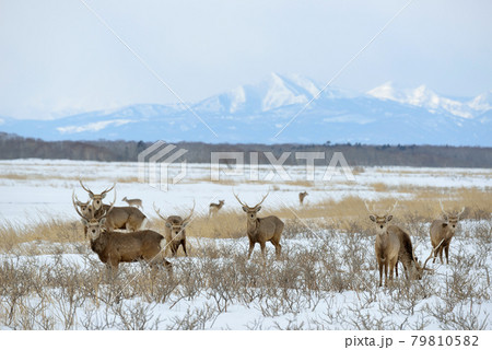 雪原に群れるエゾシカの雄（北海道・野付半島） 79810582
