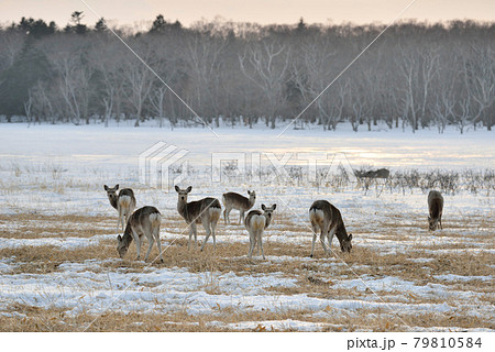 雪原に群れるエゾシカの雌（北海道・野付半島） 79810584