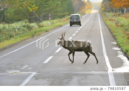 道路を横断するエゾシカの雄(北海道・知床) 道路を横断するエゾシカの雄(北海道・知床) 79810587