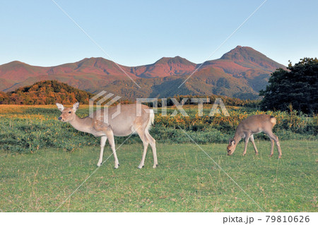 秋の知床連山とエゾシカの雌（北海道・知床） 79810626