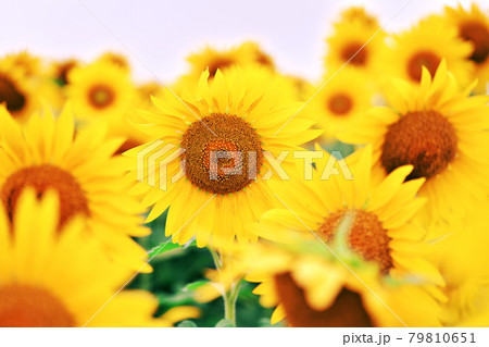 元気なひまわり 79810651