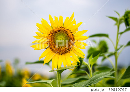 ひまわり 79810767