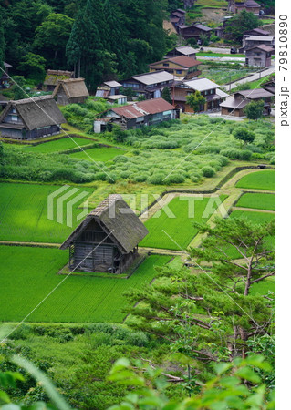 梅雨明けまじかの白川郷 79810890