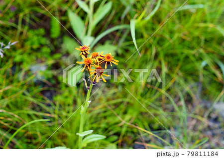 高山植物コウリンカの花 79811184