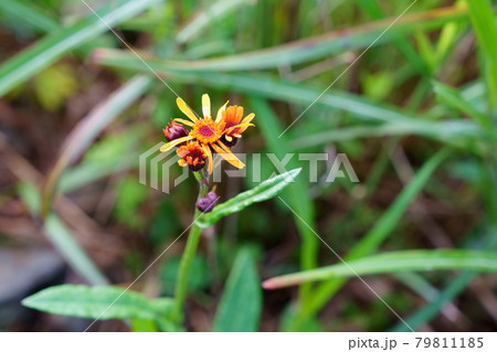 高山植物コウリンカの花 79811185