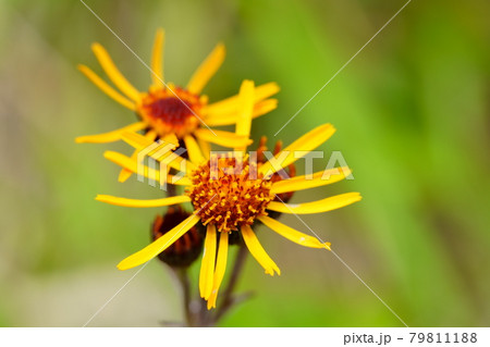 高山植物コウリンカの花 高山植物コウリンカの花 79811188