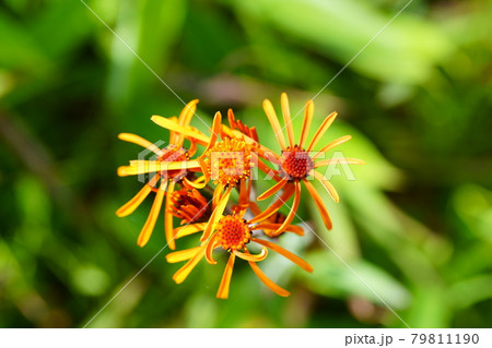 高山植物コウリンカの花 高山植物コウリンカの花 79811190