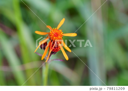 高山植物コウリンカの花 高山植物コウリンカの花 79811209