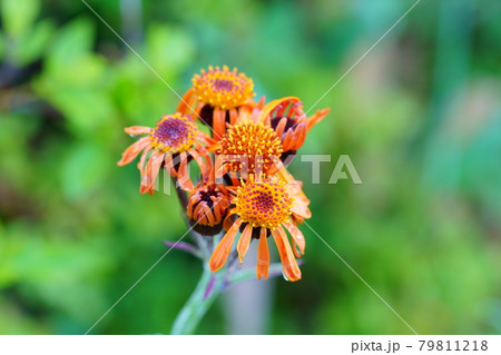 高山植物コウリンカの花 79811218