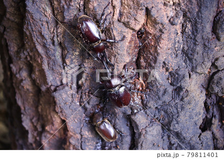カブトムシ 79811401