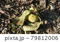 しおれた未熟な柿の実 79812006