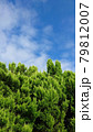 青い空と緑のコノテガシワ 79812007