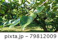 木になる緑の柿の実 79812009