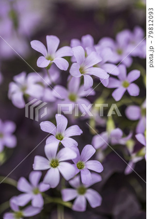 オキザリス・トライアングラリスの可愛い花 79812093