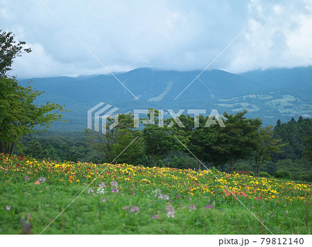那須フラワーワールド 雨 へメロカリス 那須フラワーワールド 雨 へメロカリス 79812140