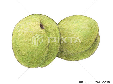 青梅 手描き 水彩色えんぴつ画のイラスト素材