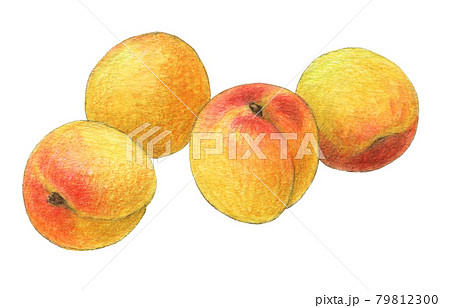 梅の実 手描き 水彩色えんぴつ画のイラスト素材 梅の実 手描き 水彩色えんぴつ画のイラスト素材