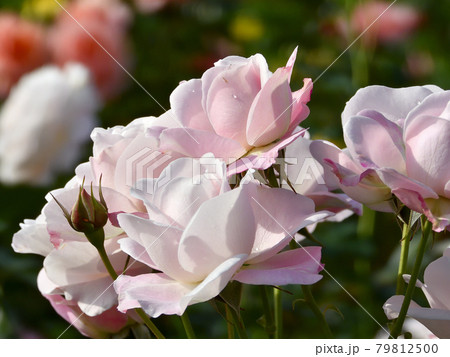 バラ 2020-02 79812500