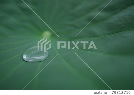 八景水谷公園の蓮の葉と水玉 79812716