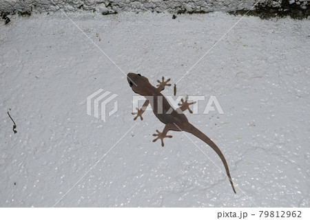 ヤモリ ヤモリ 79812962