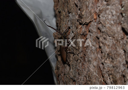 ウスバカミキリ ウスバカミキリ 79812963