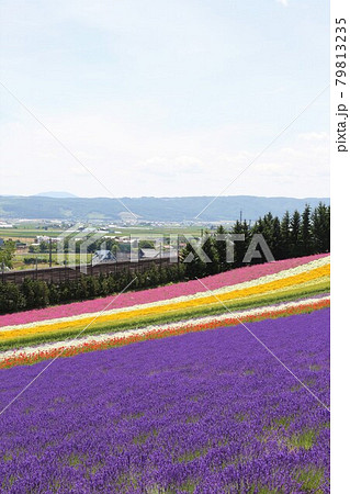 7月の北海道中富良野のラベンダー公園 7月の北海道中富良野のラベンダー公園 79813235