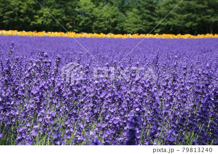 7月の北海道中富良野のラベンダー公園 7月の北海道中富良野のラベンダー公園 79813240